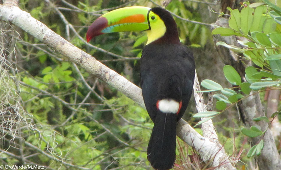 Tukan im Regenwald